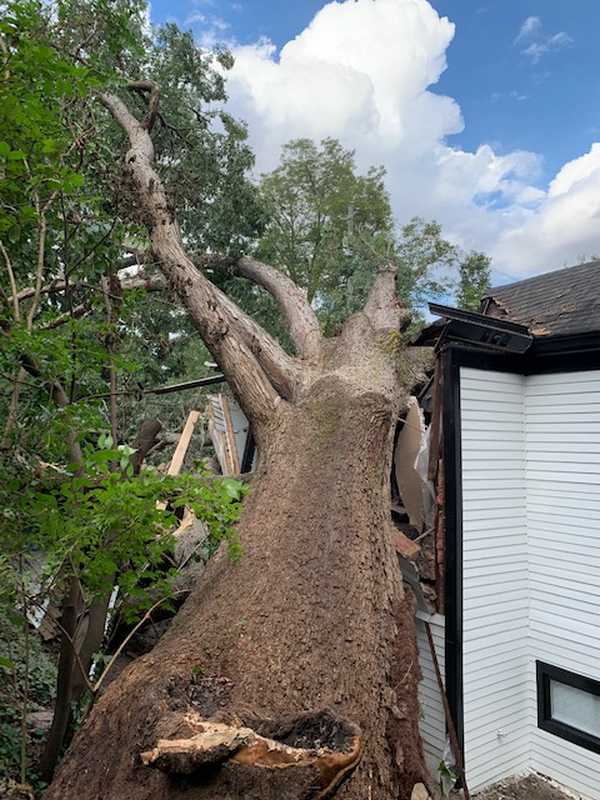 Tree and outdoor property work completed by the 7 Brothers crew