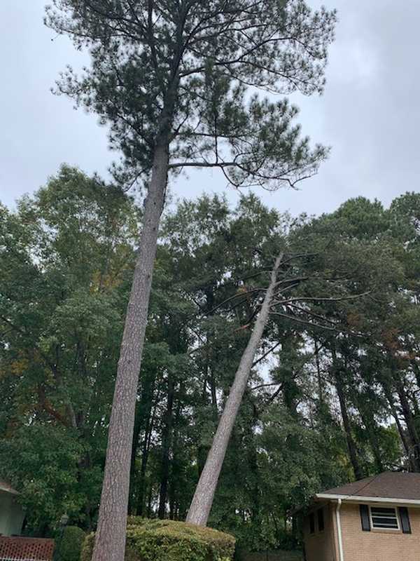 Tree and outdoor property work completed by the 7 Brothers crew