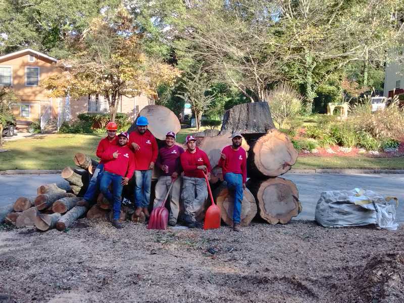 7 Brothers Tree Service crew at work on a mature tree canopy