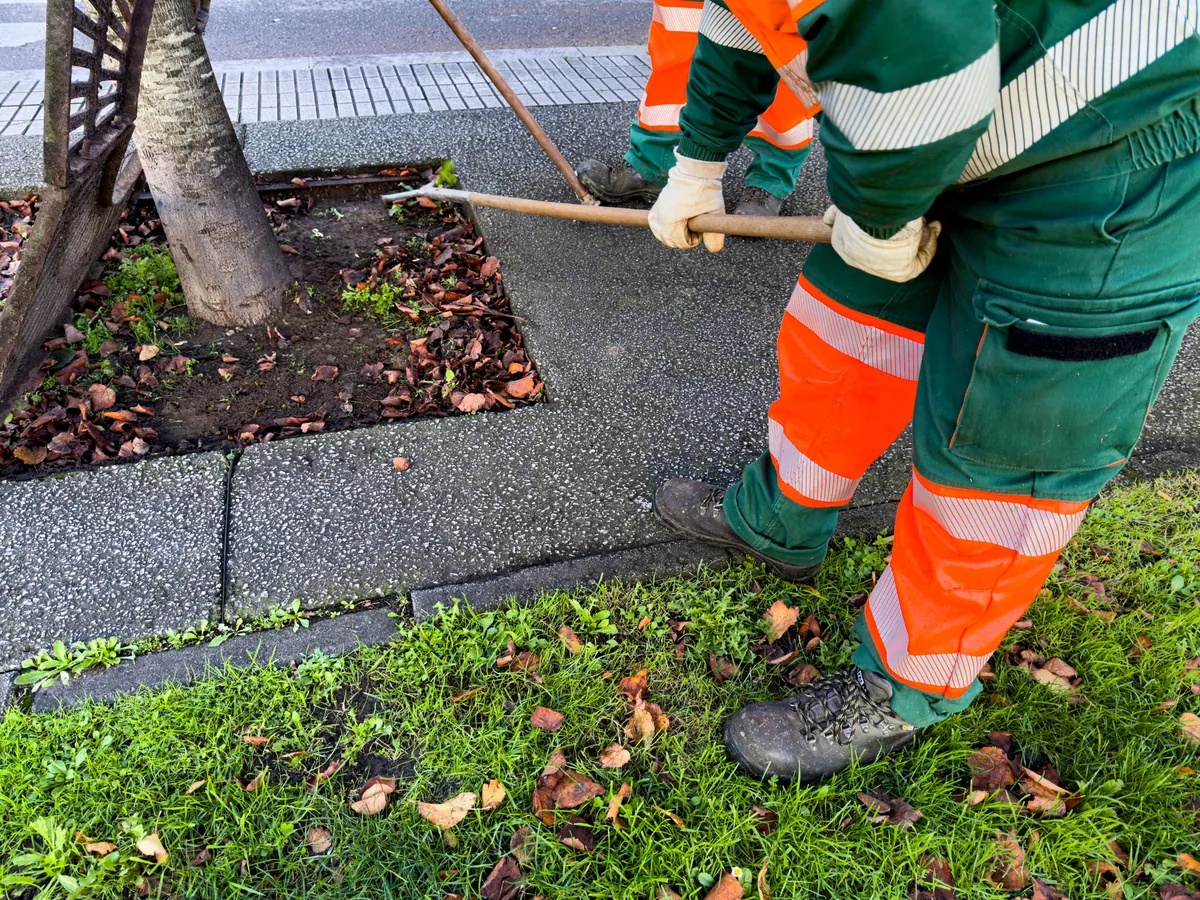 Overgrown vegetation being cleared from an outdoor area