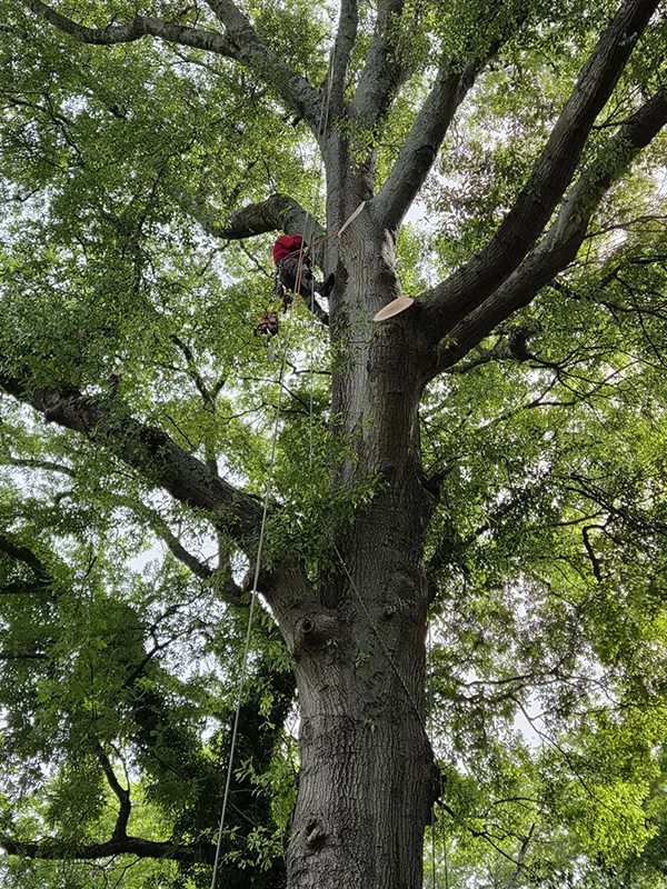 7 Brothers Tree Service and Lawn crew working on a tree service job