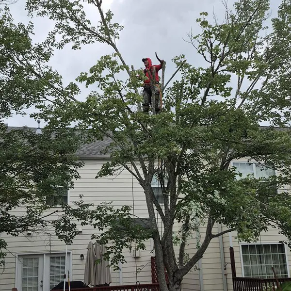 Branches being trimmed back from a structure by the 7 Brothers crew