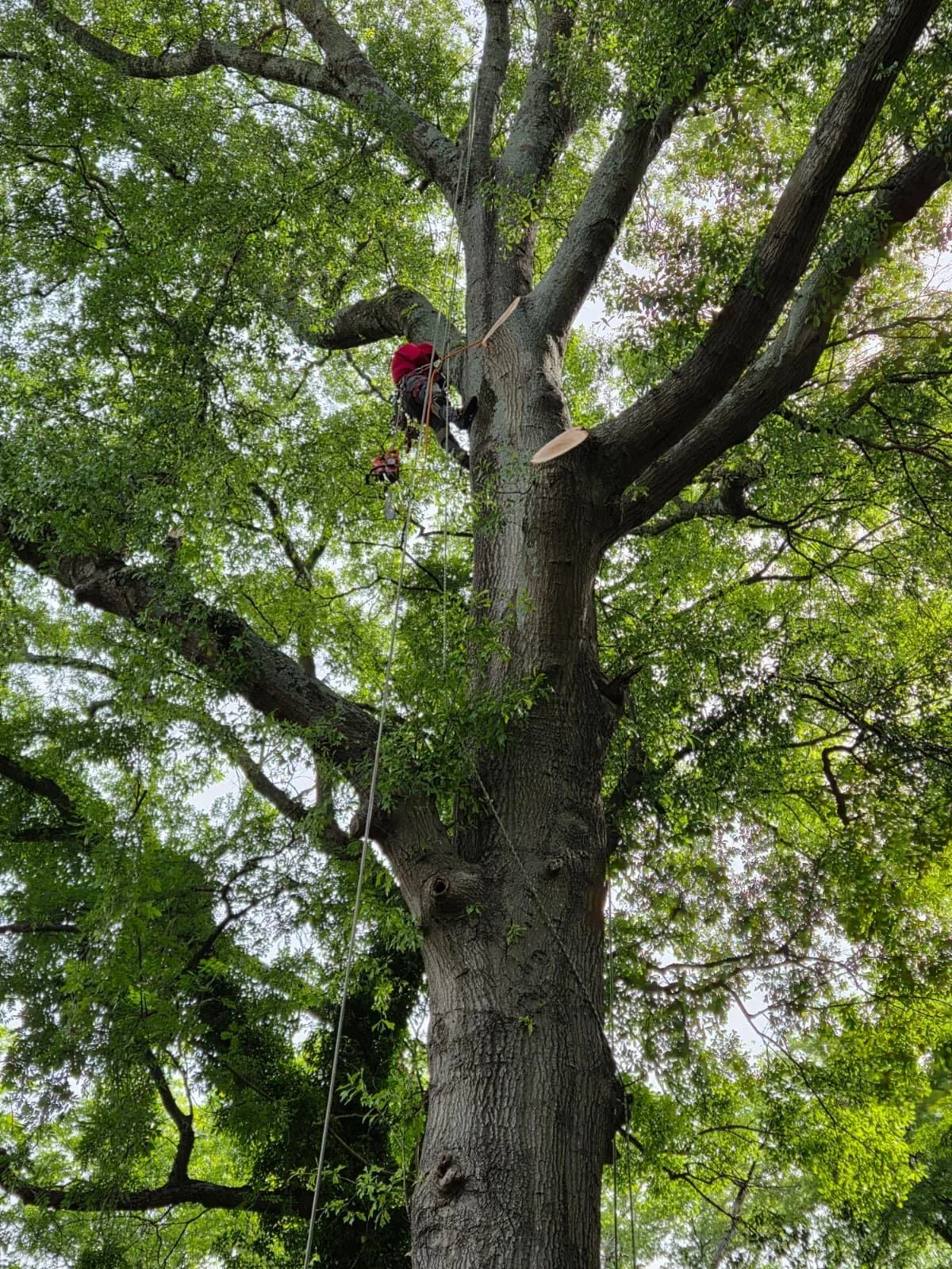Tree and outdoor property work completed by the 7 Brothers crew