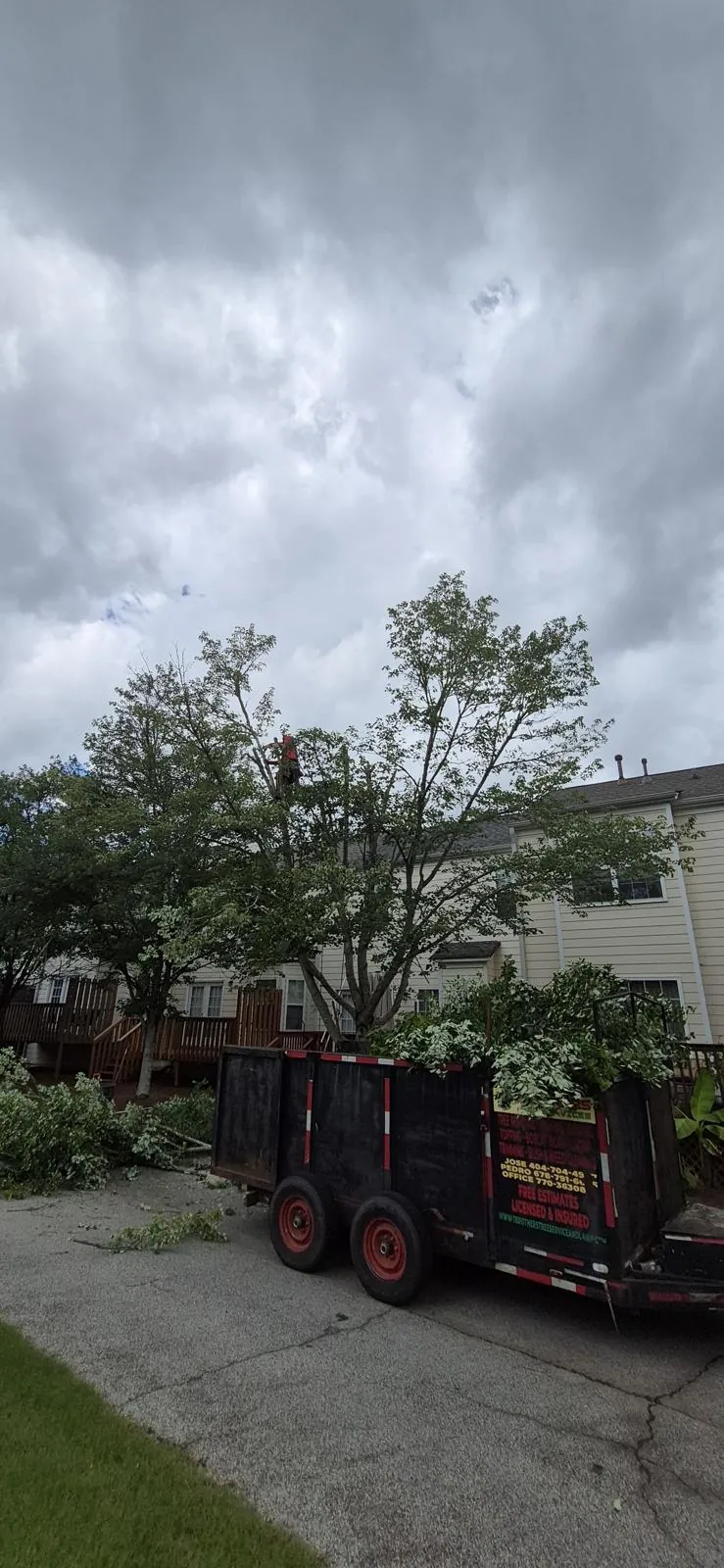 Tree and outdoor property work completed by the 7 Brothers crew