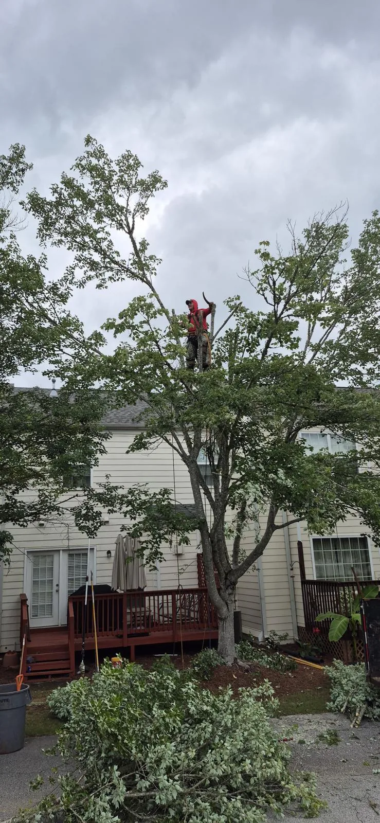 Tree and outdoor property work completed by the 7 Brothers crew