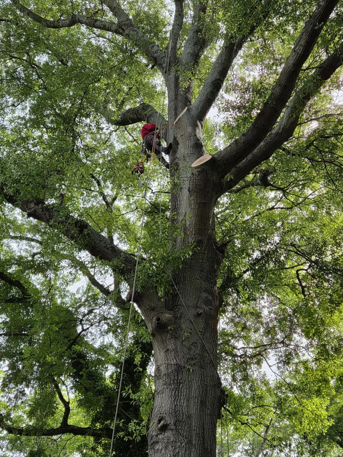 Tree and outdoor property work completed by the 7 Brothers crew