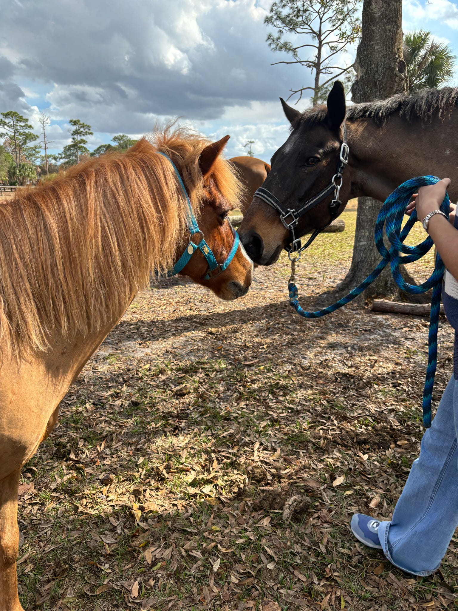 A horse standing calmly, attentive to the person beside it