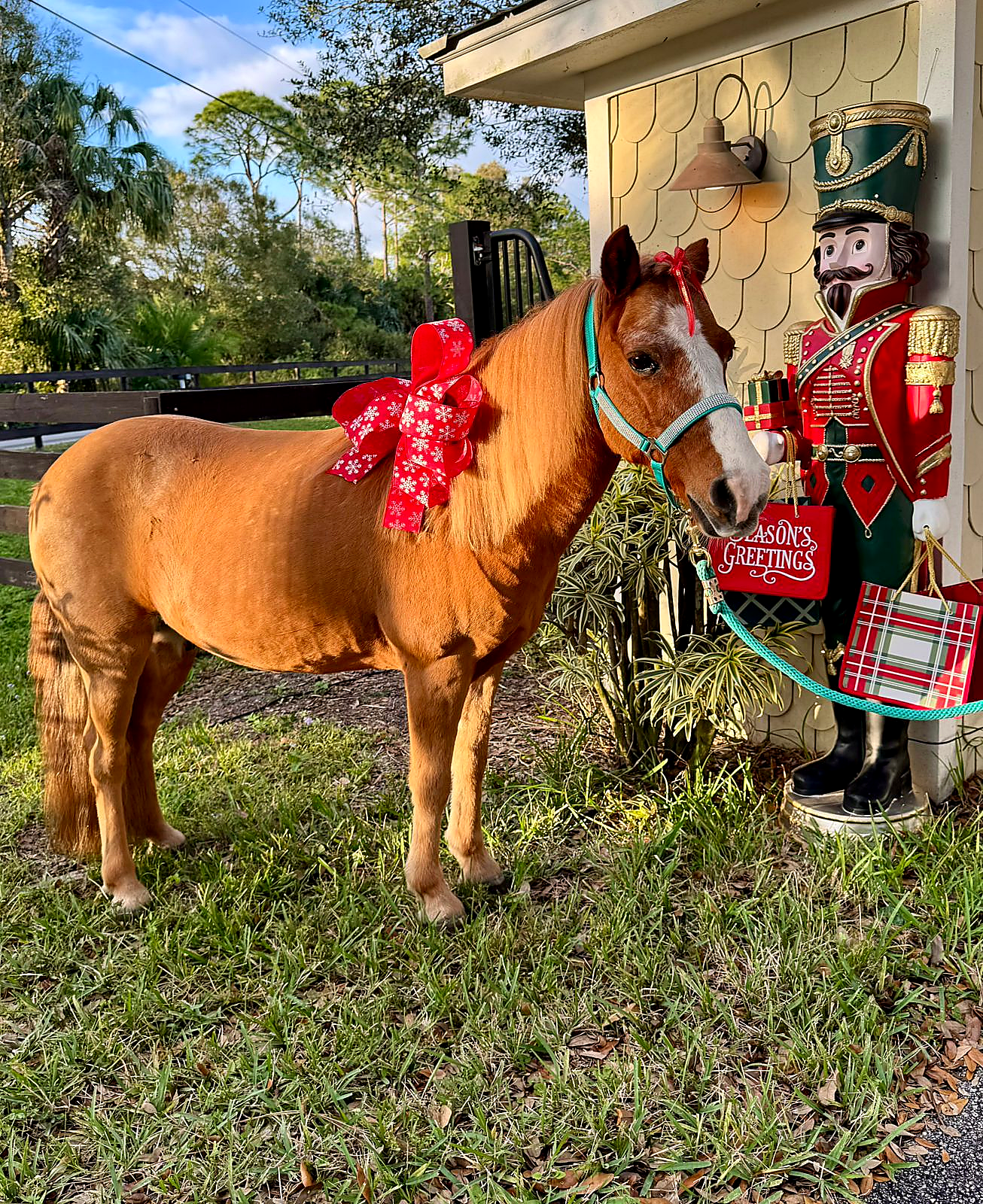 Possum, a Pony Gaited Saddle Pony