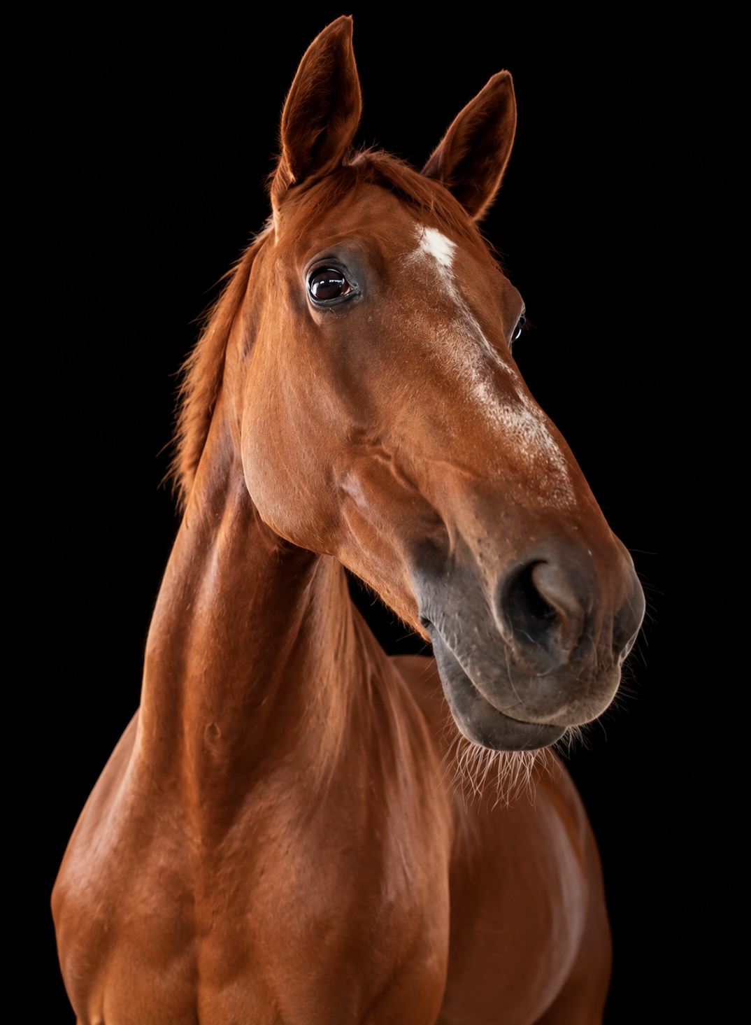 Geisha, a Bay Trakehner Warmblood