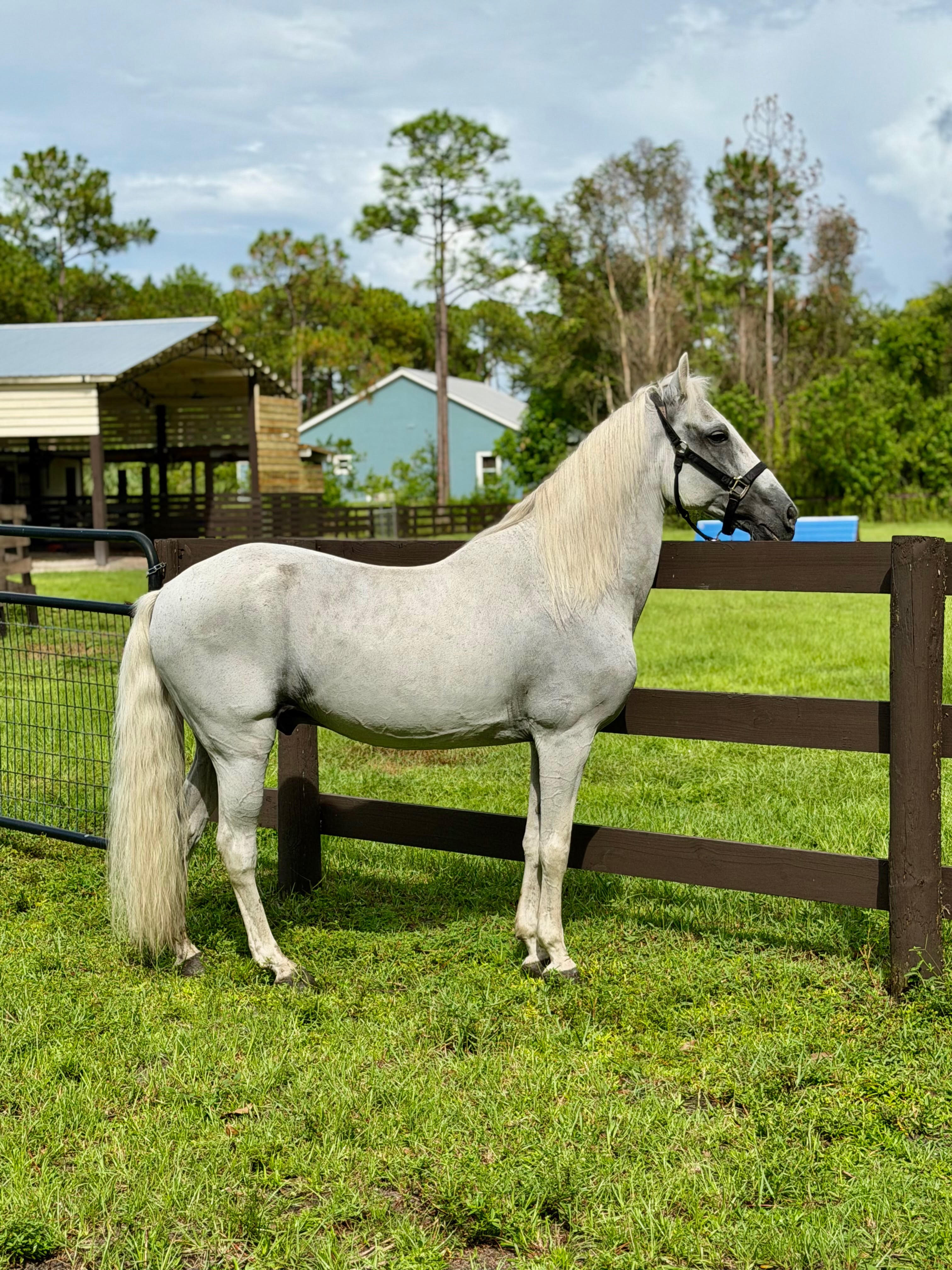 Tequila, a Paso Fino Paso Fino