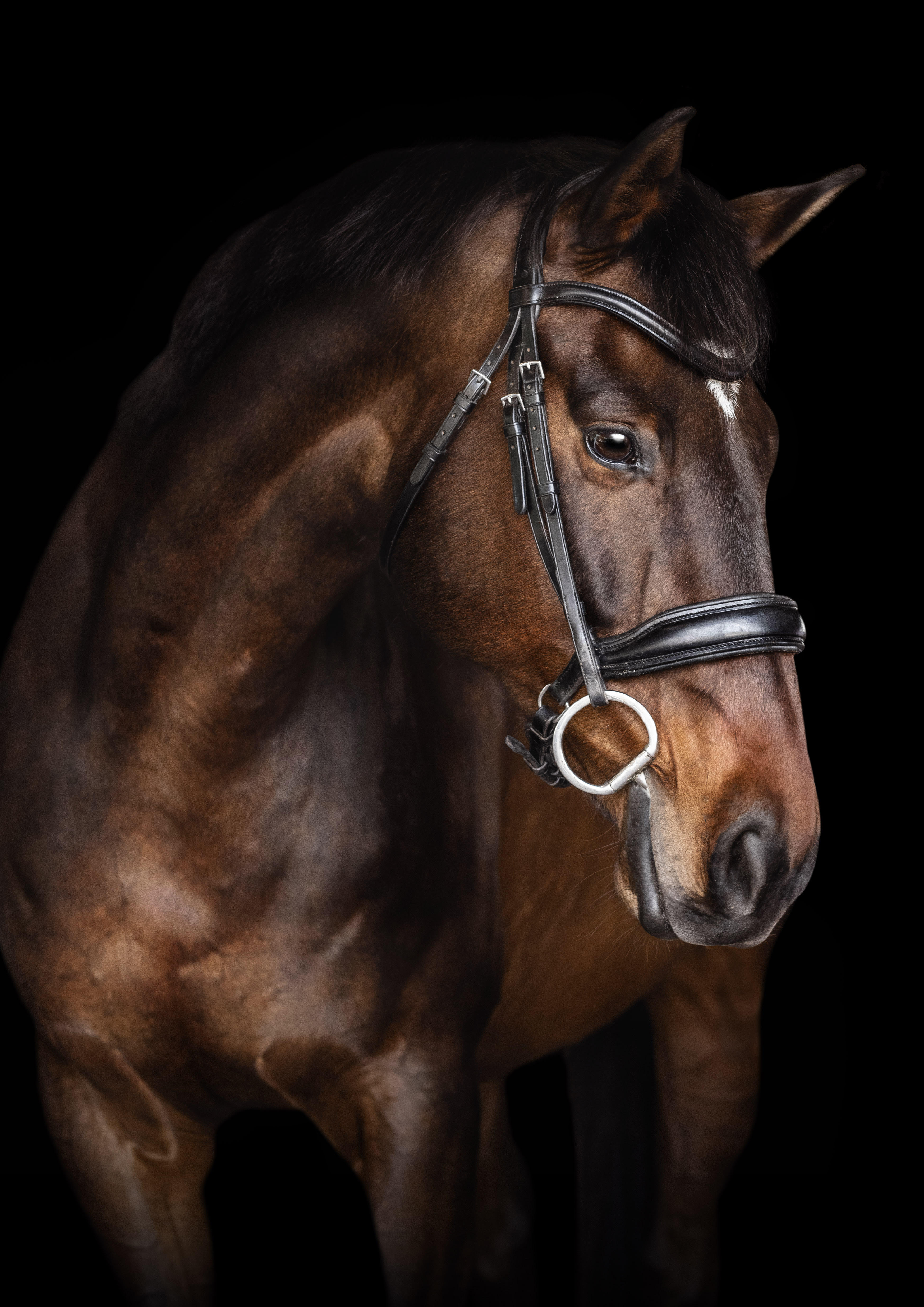 Bodhi, a Bay Thoroughbred