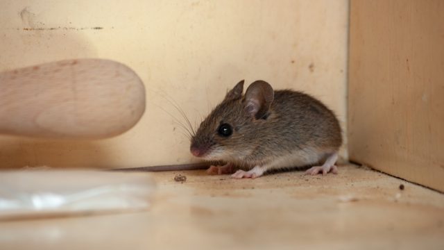 Mice control