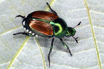 japanese beetle control minnesota