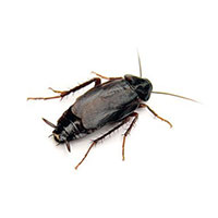 Oriental Cockroaches