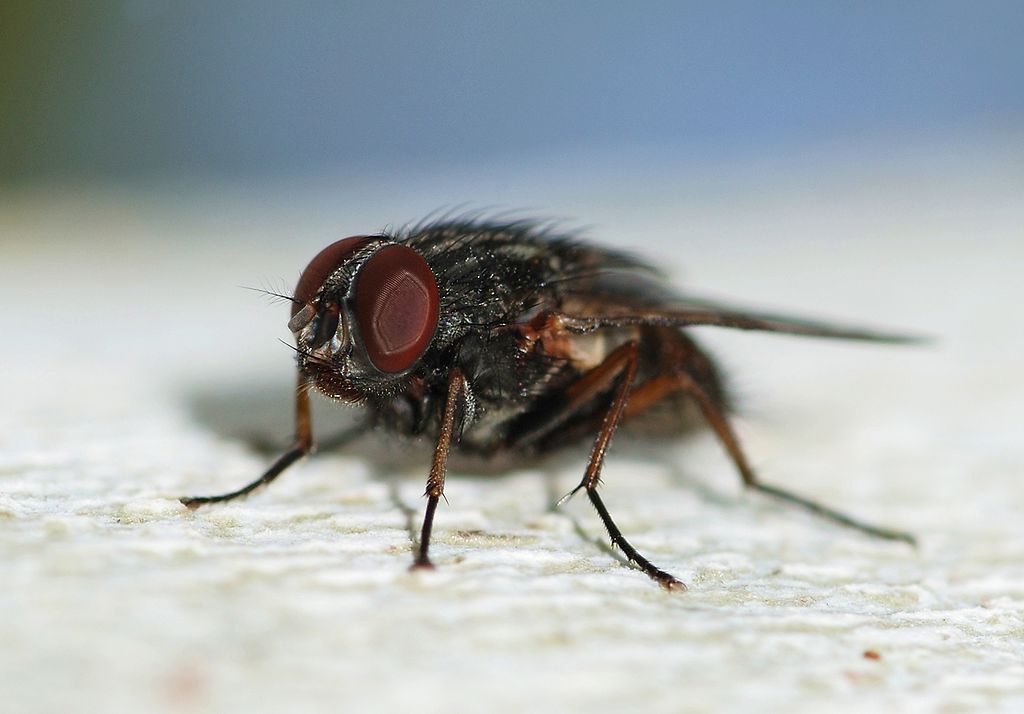False Stable Fly