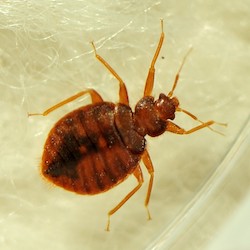 batbug