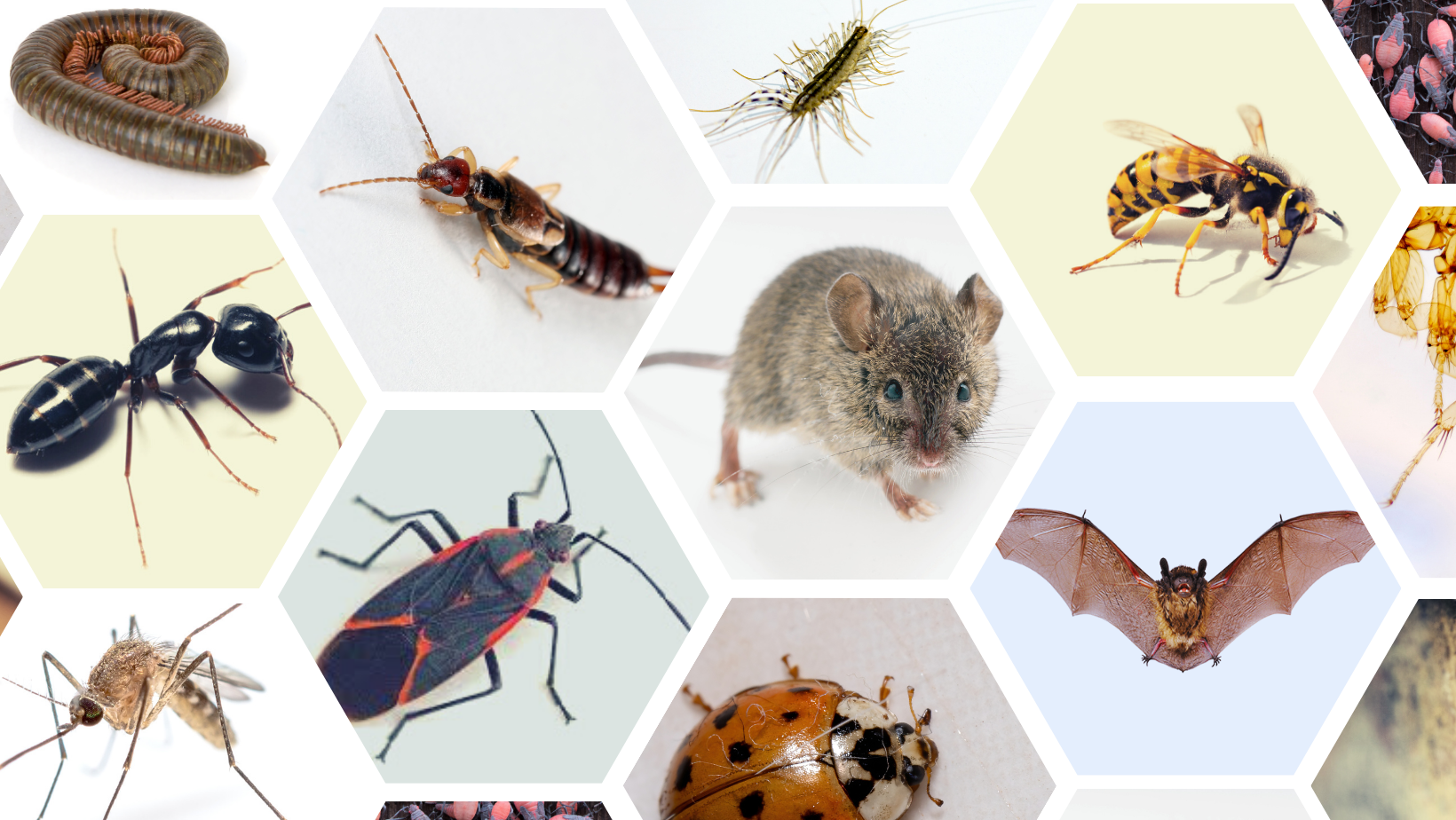 Pest Control, rodent pest control, rodent control, rodent extermination, rodent removal, rodent service, bat control, bat removal, bat service, bat exclusion, ant pest control, ant control, ant extermination, ant removal, ant service, spider control, spider pest control, spider extermination, spider service, spider removal, boxelder bug pest control, boxelder bug control, boxelder bug service, boxelder bug extermination, boxelder bug removal, wasp pest control, wasp control, wasp removal, wasp extermination, wasp service, flea pest control, flea control, flea extermination, flea removal, flea service, mice pest control, mice control, mice eradication, mice extermination, mice removal, mice service, mice exclusion, rat pest control, rat control, rat extermination, rat service, rat removal, rat exclusion, mosquito pest control, mosquito control, mosquito extermination, mosquito service, mosquito fogging service, mosquito removal, earwig pest control, earwig control, earwig extermination, earwig removal, earwig service, silverfish pest control, silverfish control, silverfish extermination, silverfish removal, silverfish service, cockroach pest control, cockroach control, cockroach extermination, cockroach removal, cockroach service, residential pest control, commercial pest control, bed bug pest control, bed bug control, bed bug extermination, bed bug removal, bed bug service, haul away service, junk removal service, junk removal, rodent exclusion, rodent pest control, rodent control, rodent service, rodent extermination, rodent removal, Yellowjacket pest control, Yellowjacket removal, Yellowjacket service, yellow jacket extermination, organic pest control, rural pest control, centipede pest control, centipede control, centipede extermination, centipede removal, centipede service, fly control, fly pest control, fly removal, fly extermination, fly service, pantry pest control, pantry pest removal, pantry pest extermination, pantry pest service, weevil pest control, weevil extermination, weevil removal, weevil control, beetle pest control,  beetle control, beetle extermination, beetle removal, beetle service, Japanese beetle pest control, Japanese beetle control, Japanese beetle extermination, Japanese beetle service, Japanese beetle removal, asian beetle pest control, asian beetle control, asian beetle extermination, asian beetle service, junk haul away service, squirrel exclusion, hornet pest control, hornet extermination, hornet control, hornet removal, hornet service, bee pest control, vole pest control, vole control, vole extermination, vole removal, vole service, gopher pest control, gopher control, gopher removal, gopher extermination, gopher service, mole pest control, mole control, mole extermination, mole removal, mole service, pigeon control, pigeon exclusion, pigeon screening, pigeon netting, mosquito fogging service, pest management,Pest Control Apple Valley MN, Pest Control Arlington MN, Pest Control Belle Plaine MN, Pest Control Blakeley MN, Pest Control Bloomington MN, Pest Control Carver MN, Pest Control Cedar Lake MN, Pest Control Chaska MN, Pest Control Chanhassen MN, Pest Control Cologne MN, Pest Control Courtland MN, Pest Control Credit River MN, Pest Control Eden Prairie MN, Pest Control Edina MN, Pest Control Elko New Market MN, Pest Control Excelsior MN, Pest Control Farmington MN, Pest Control Gaylord MN, Pest Control Green Isle MN, Pest Control Glencoe MN, Pest Control Henderson MN, Pest Control Hopkins MN, Pest Control Jordan MN, Pest Control Lakeville MN, Pest Control Le Center MN, Pest Control Le Sueur MN, Pest Control Lonsdale MN, Pest Control Minnetonka MN, Pest Control Montgomery MN, Pest Control New Prague MN, Pest Control New Ulm MN, Pest Control Nicollet MN, Pest Control Norwood Young America MN, Pest Control Prior Lake MN, Pest Control Savage MN, Pest Control Shakopee MN, Pest Control St. Peter MN, Pest Control Victoria MN, Pest Control Veseli MN, Pest Control Waconia MN, Mice Control Apple Valley MN, Mice Control Arlington MN, Mice Control Belle Plaine MN, Mice Control Blakeley MN, Mice Control Bloomington MN, Mice Control Carver MN, Mice Control Cedar Lake MN, Mice Control Chaska MN, Mice Control Chanhassen MN, Mice Control Cologne MN, Mice Control Courtland MN, Mice Control Credit River MN, Mice Control Eden Prairie MN, Mice Control Edina MN, Mice Control Elko New Market MN, Mice Control Excelsior MN, Mice Control Farmington MN, Mice Control Gaylord MN, Mice Control Green Isle MN, Mice Control Glencoe MN, Mice Control Henderson MN, Mice Control Hopkins MN, Mice Control Jordan MN, Mice Control Lakeville MN, Mice Control Le Center MN, Mice Control Le Sueur MN, Mice Control Lonsdale MN, Mice Control Minnetonka MN, Mice Control Montgomery MN, Mice Control New Prague MN, Mice Control New Ulm MN, Mice Control Nicollet MN, Mice Control Norwood Young America MN, Mice Control Prior Lake MN, Mice Control Savage MN, Mice Control Shakopee MN, Mice Control St. Peter MN, Mice Control Victoria MN, Mice Control Veseli MN, Mice Control Waconia MN, Rodent Control Apple Valley MN, Rodent Control Arlington MN, Rodent Control Belle Plaine MN, Rodent Control Blakeley MN, Rodent Control Bloomington MN, Rodent Control Carver MN, Rodent Control Cedar Lake MN, Rodent Control Chaska MN, Rodent Control Chanhassen MN, Rodent Control Cologne MN, Rodent Control Courtland MN, Rodent Control Credit River MN, Rodent Control Eden Prairie MN, Rodent Control Edina MN, Rodent Control Elko New Market MN, Rodent Control Excelsior MN, Rodent Control Farmington MN, Rodent Control Gaylord MN, Rodent Control Green Isle MN, Rodent Control Glencoe MN, Rodent Control Henderson MN, Rodent Control Hopkins MN, Rodent Control Jordan MN, Rodent Control Lakeville MN, Rodent Control Le Center MN, Rodent Control Le Sueur MN, Rodent Control Lonsdale MN, Rodent Control Minnetonka MN, Rodent Control Montgomery MN, Rodent Control New Prague MN, Rodent Control New Ulm MN, Rodent Control Nicollet MN, Rodent Control Norwood Young America MN, Rodent Control Prior Lake MN, Rodent Control Savage MN, Rodent Control Shakopee MN, Rodent Control St. Peter MN, Rodent Control Victoria MN, Rodent Control Veseli MN, Rodent Control Waconia MN