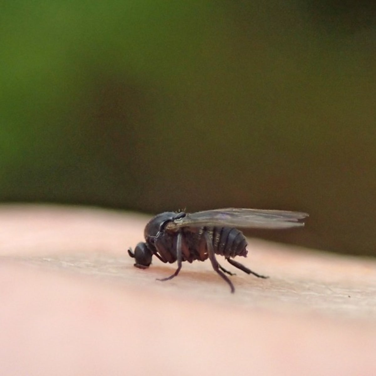 mosquito pest control services minnesota