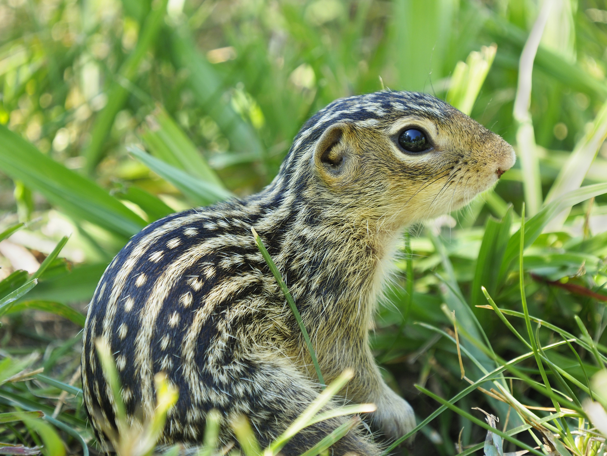 Gopher Control, Rodent Control