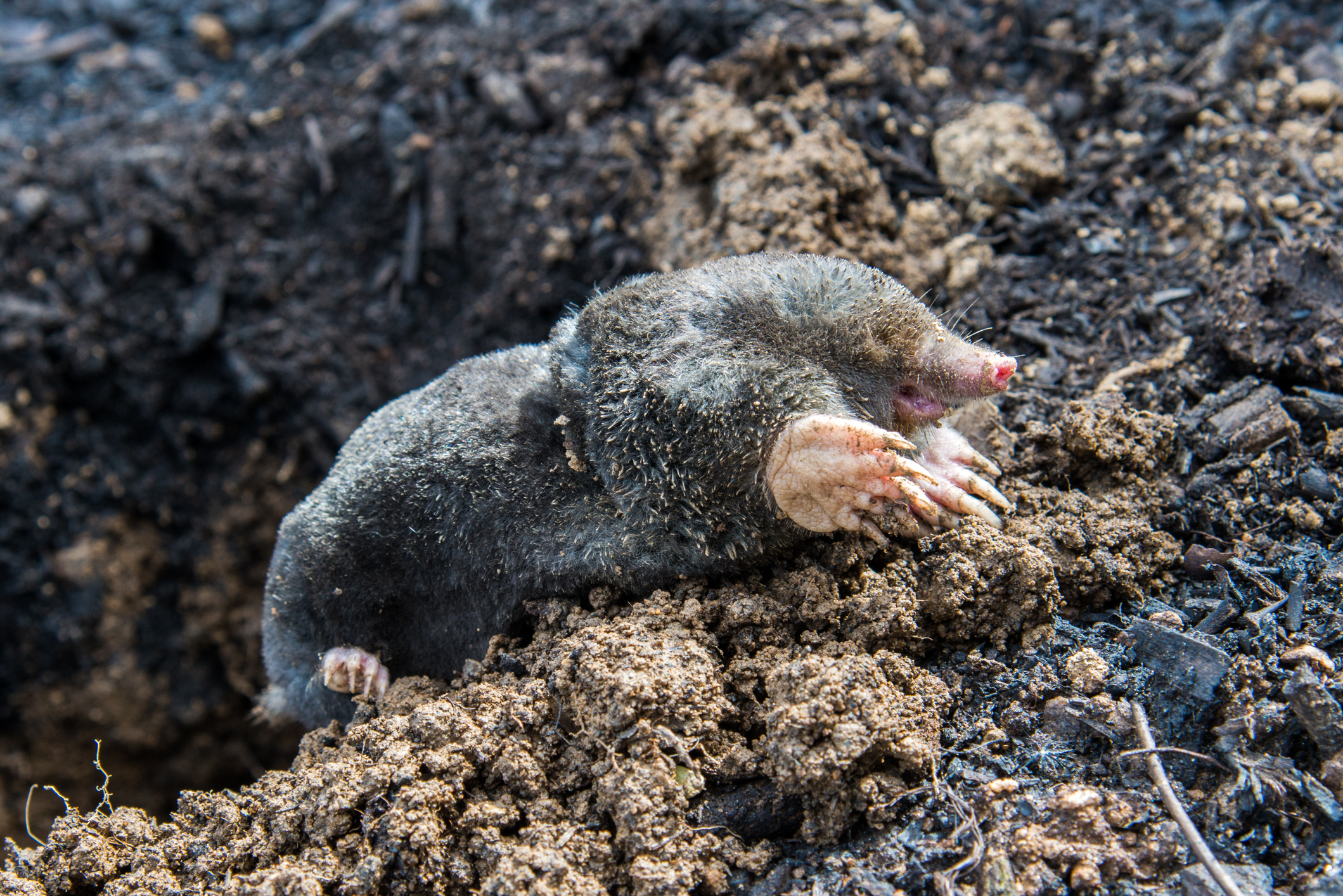 Mole Control, Rodent Control