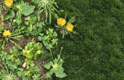 Weed control services Jordan Minnesota, Weed control services, 