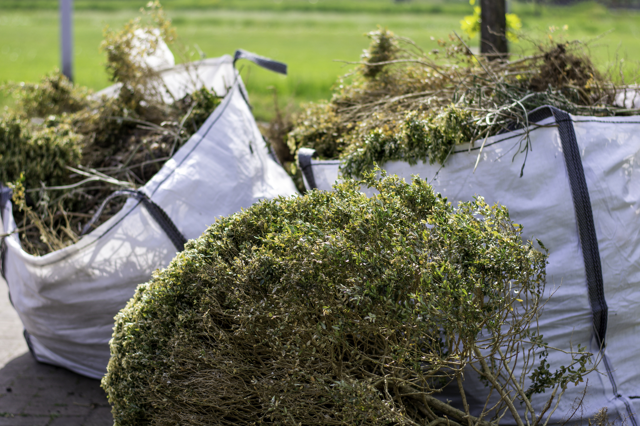 yard clean up services