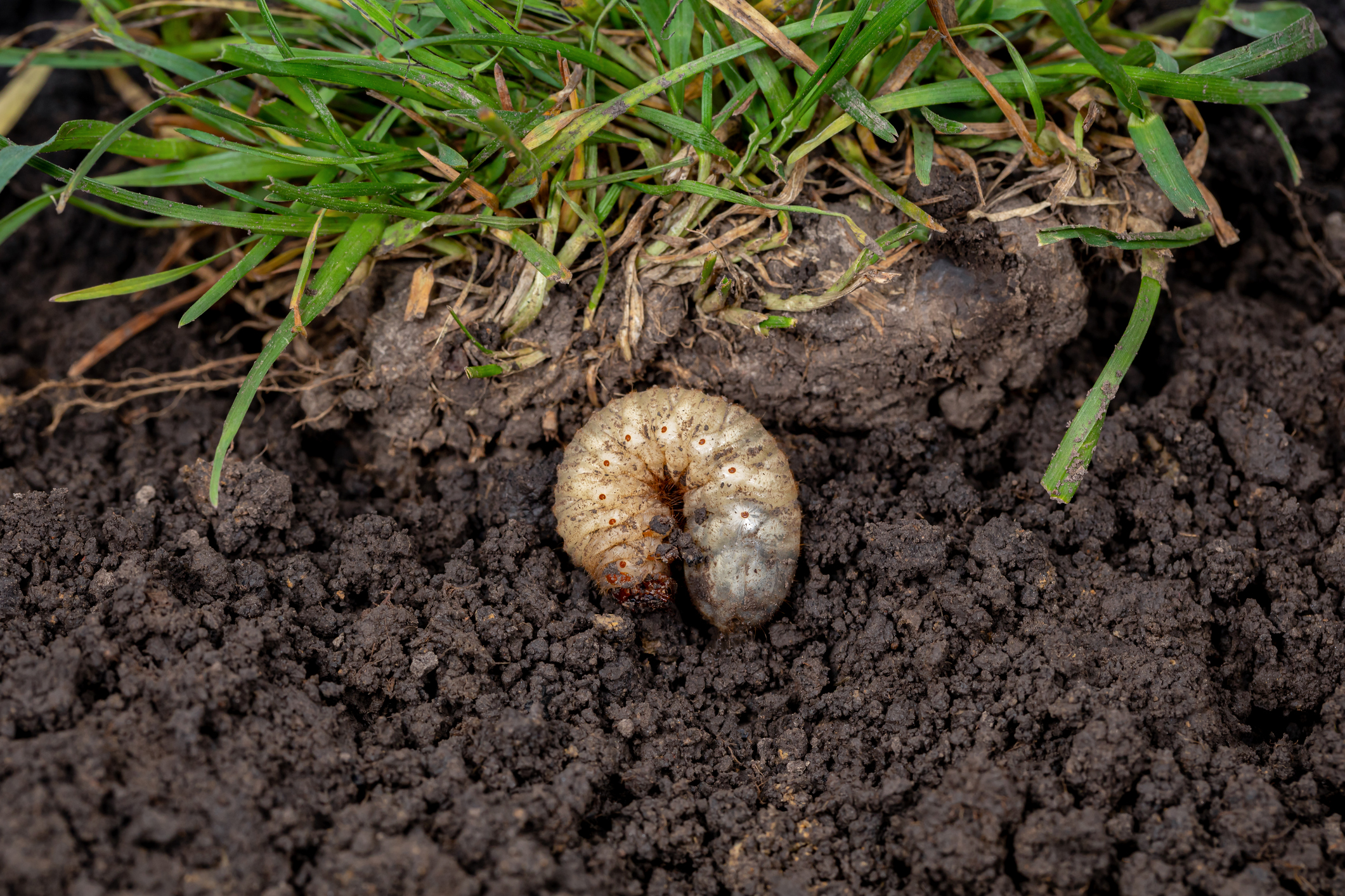 Grub control services