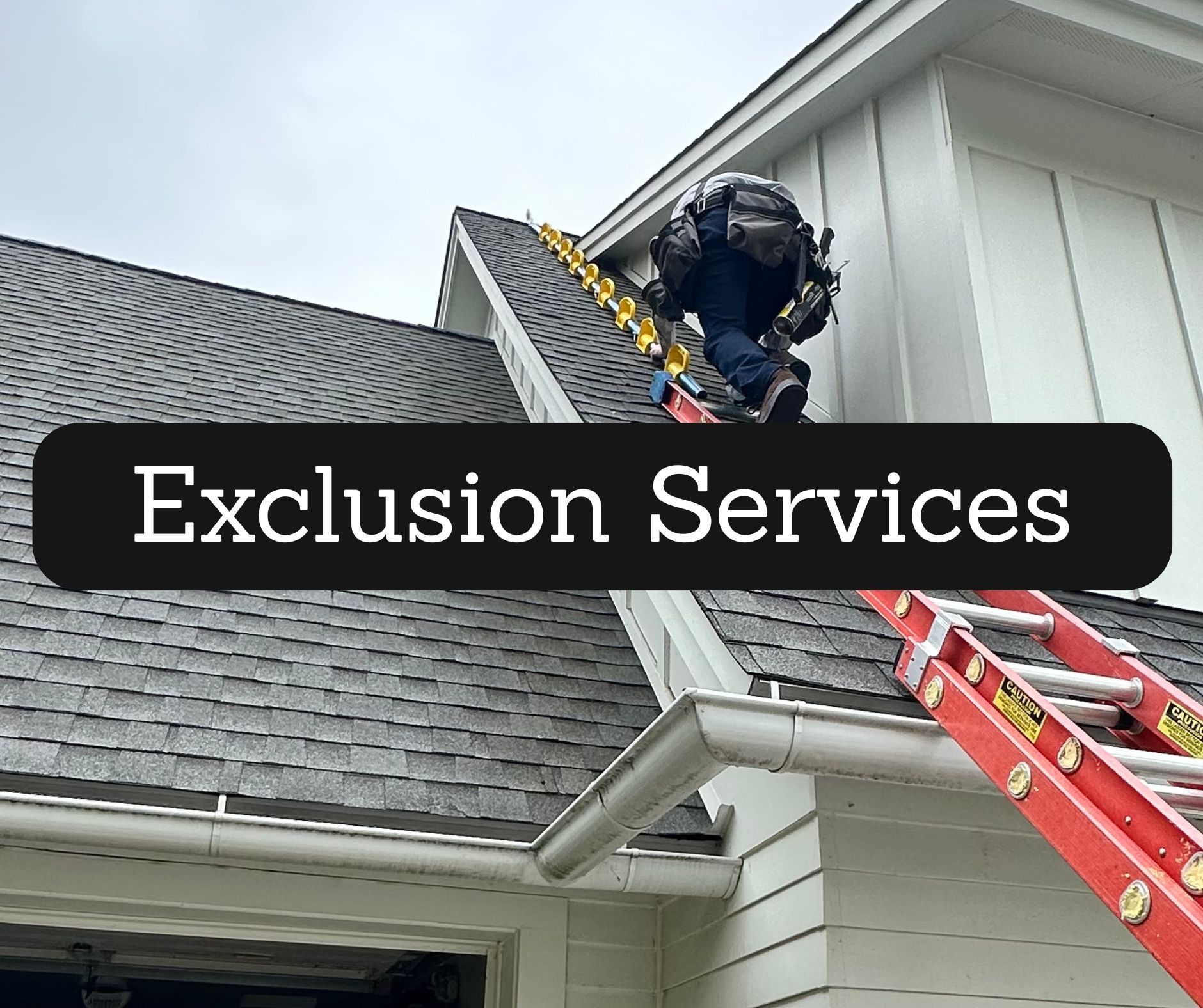 rodent exclusion Jordan MN, bat exclusion Jordan MN, mouse removal, rat control, bat removal, humane bat control, pest prevention Jordan MN, Brothers Pest Management, rodent proofing MN, attic bat removal Jordan MN, pest exclusion services
