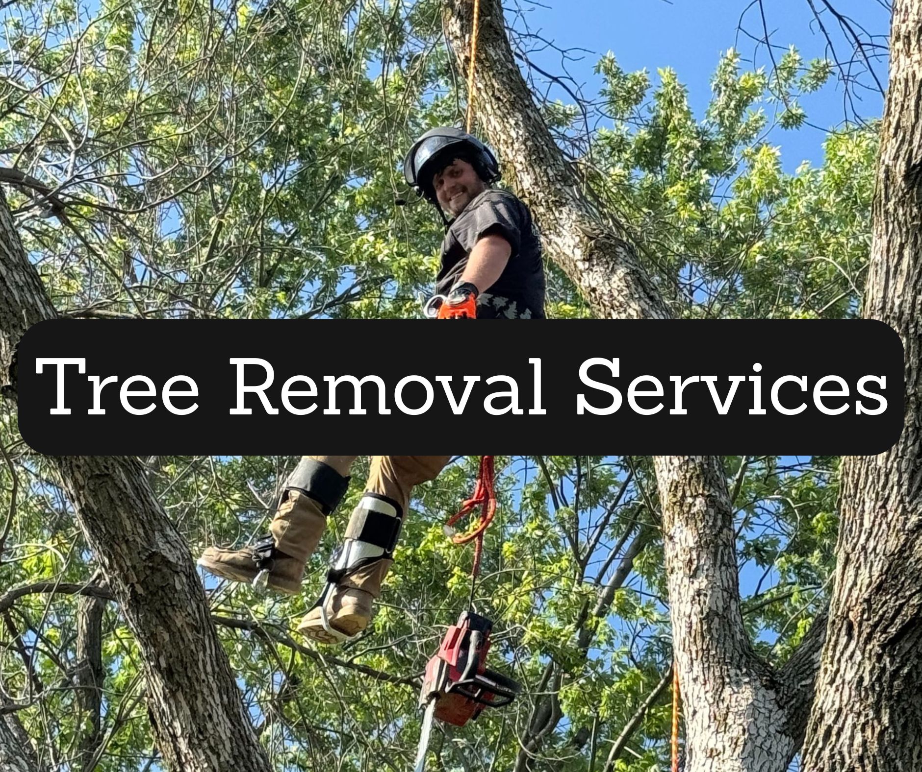 Tree Removal services, Tree Trimming, tree services, arborist 