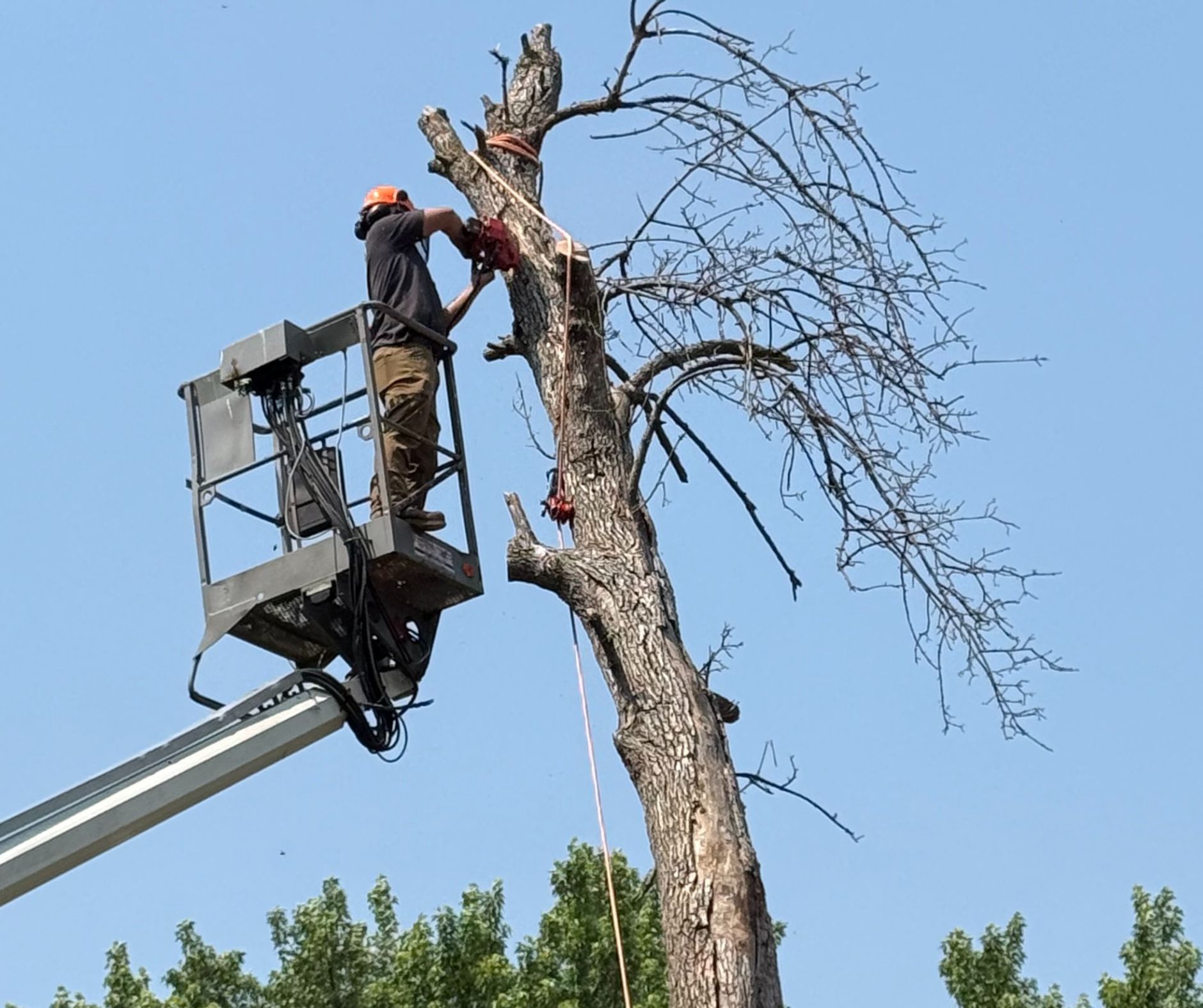 tree trimming service, tree removal services
