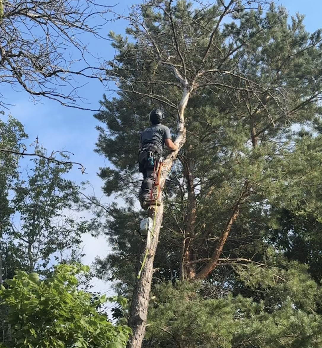 Tree Trimming MN