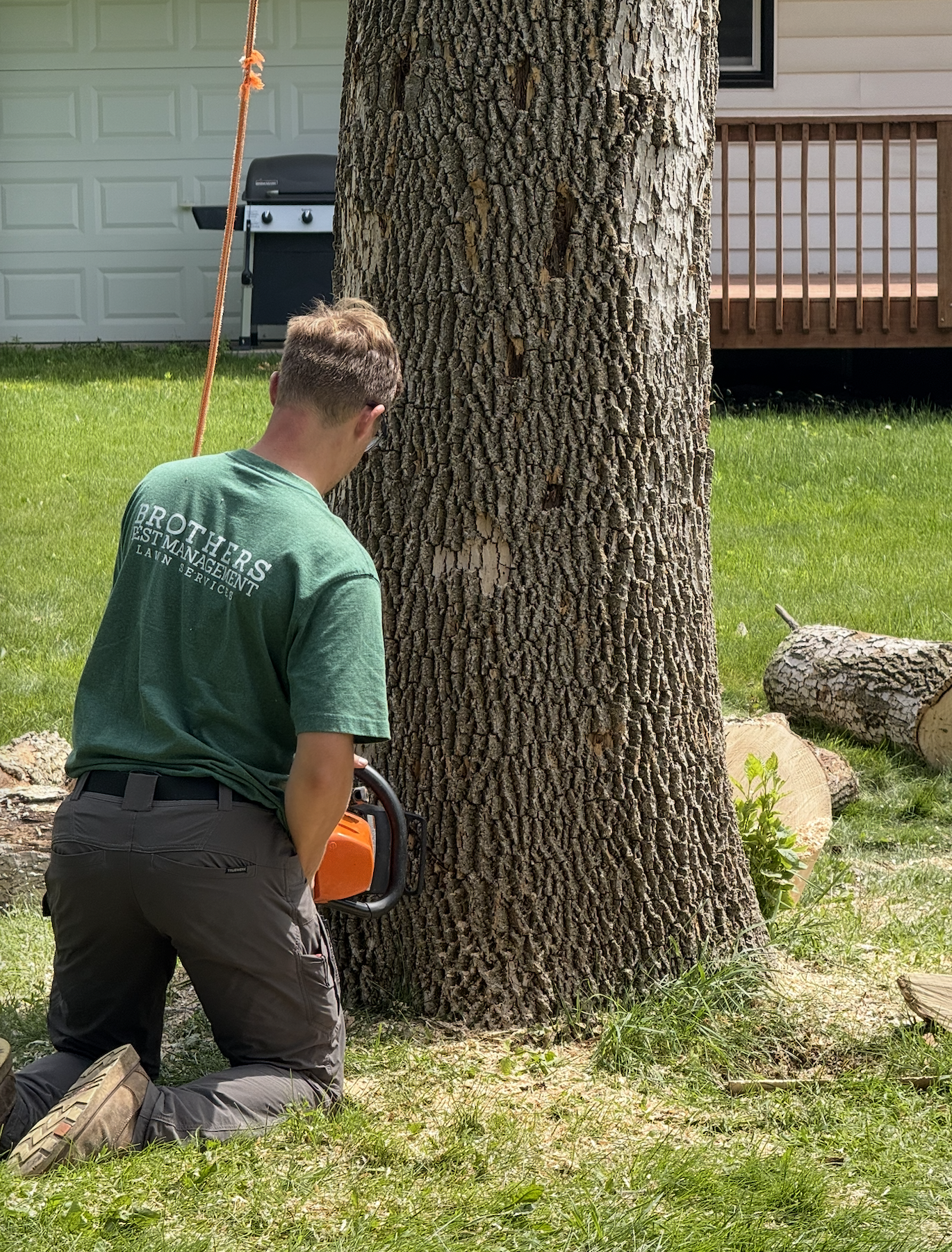 Tree Removal MN