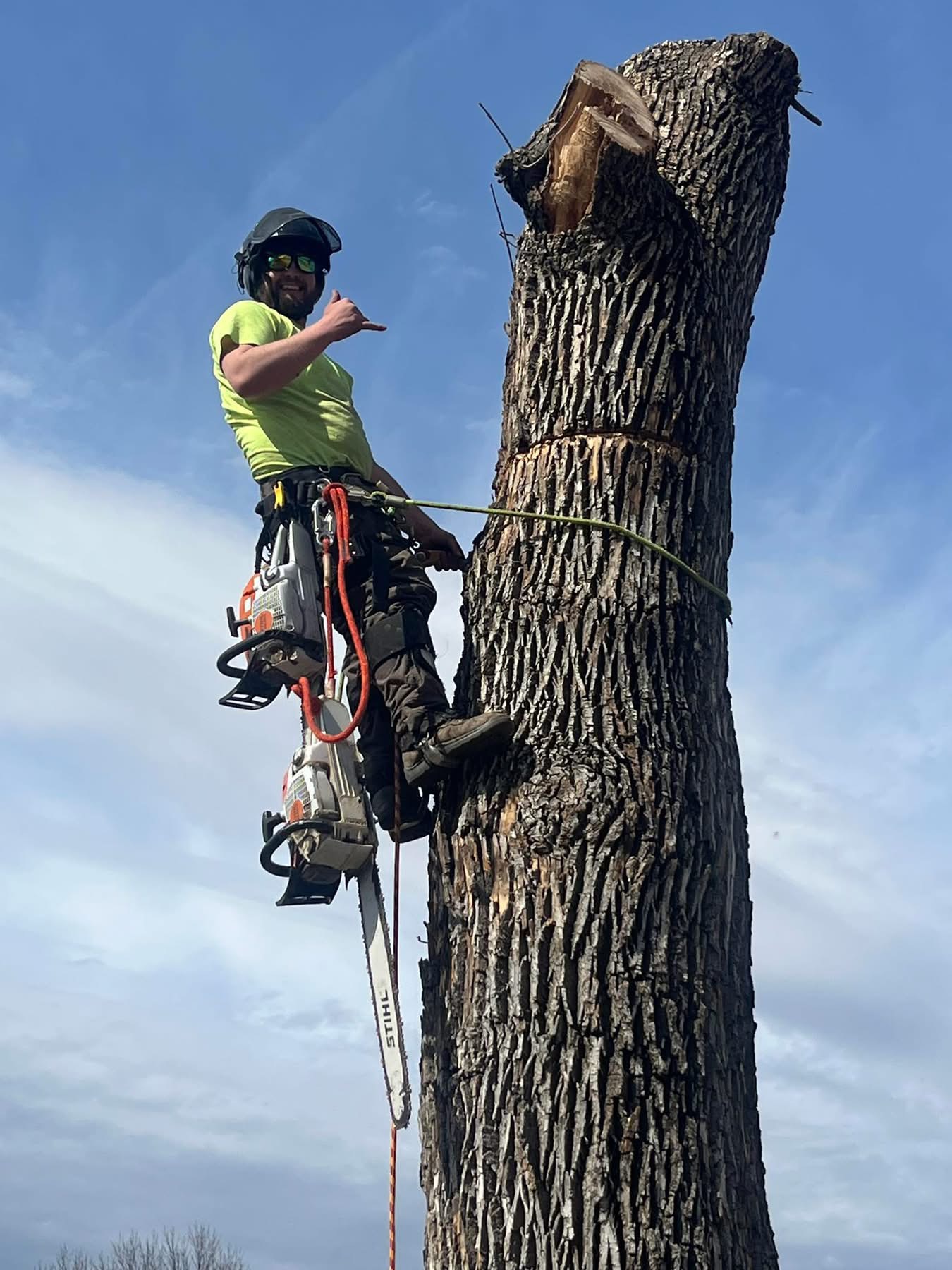 Tree Removal MN