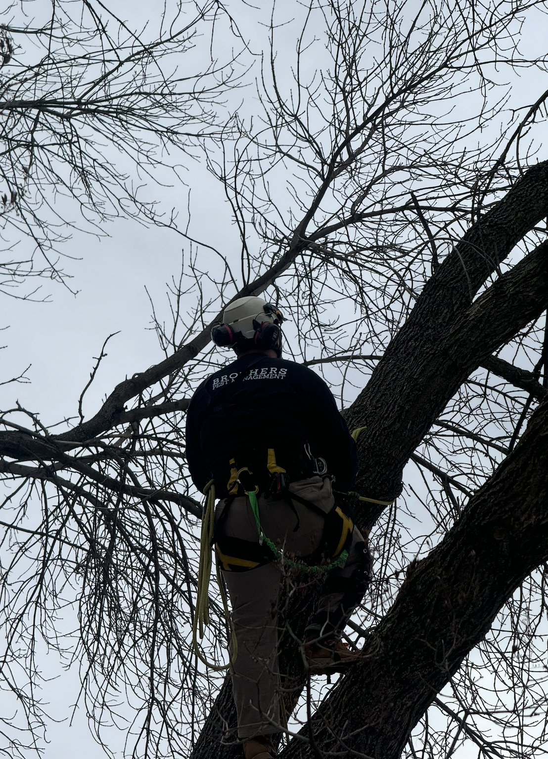 Tree Trimming MN