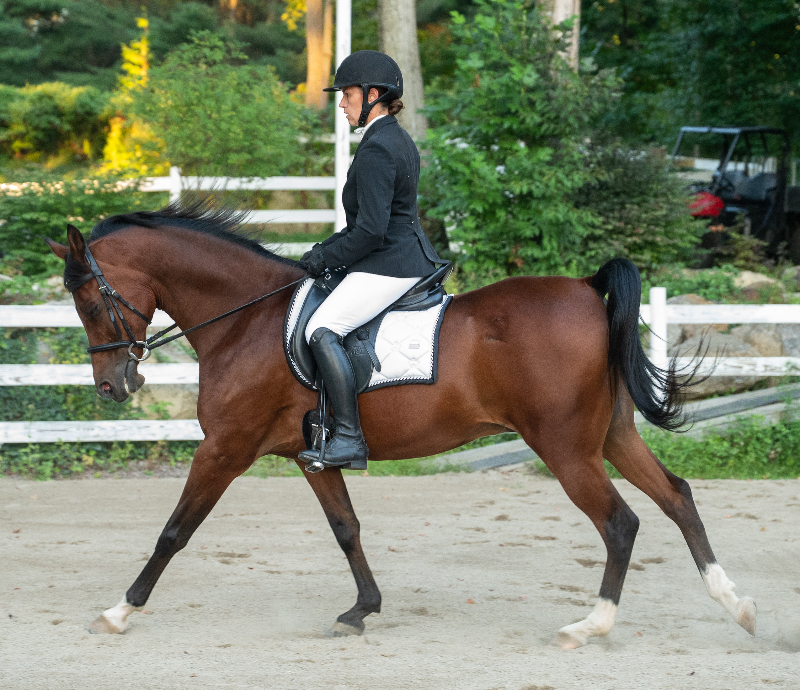 A rider and horse moving together through an open field in warm evening light, capturing the athletic partnership of horse and rider
