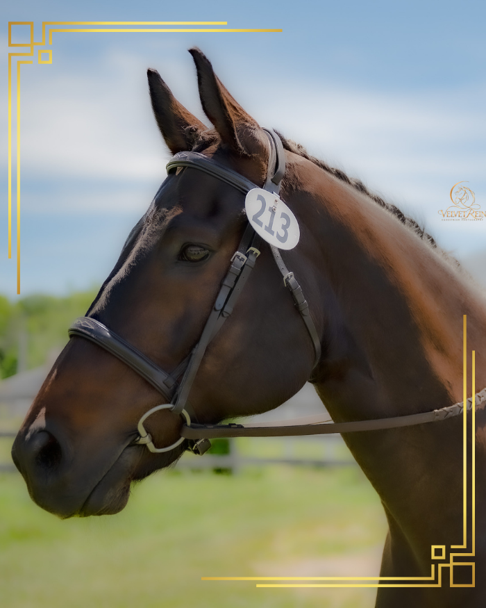 Equine Portrait Photography