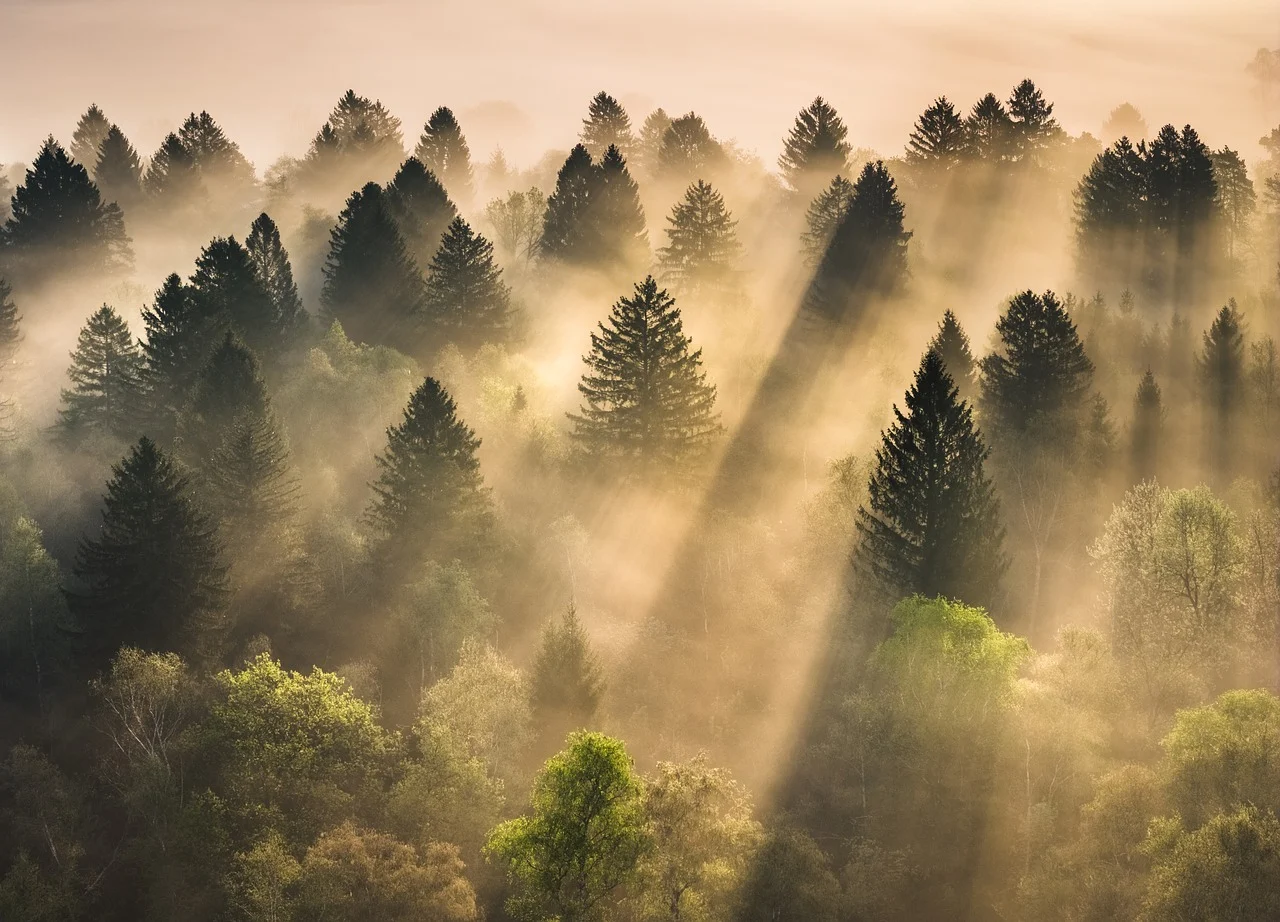 Misty forest at sunrise