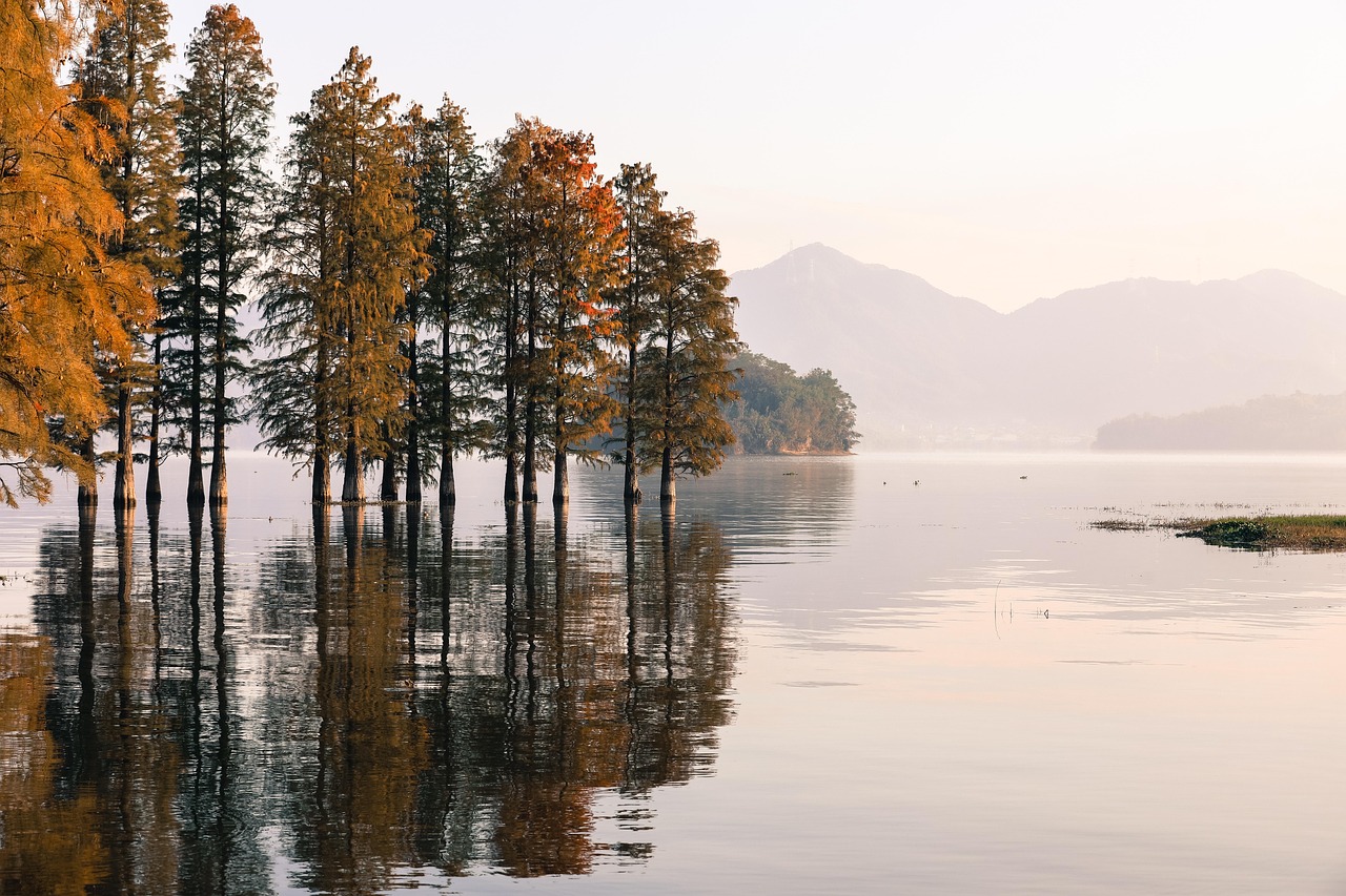 Calm forest lake at sunrise