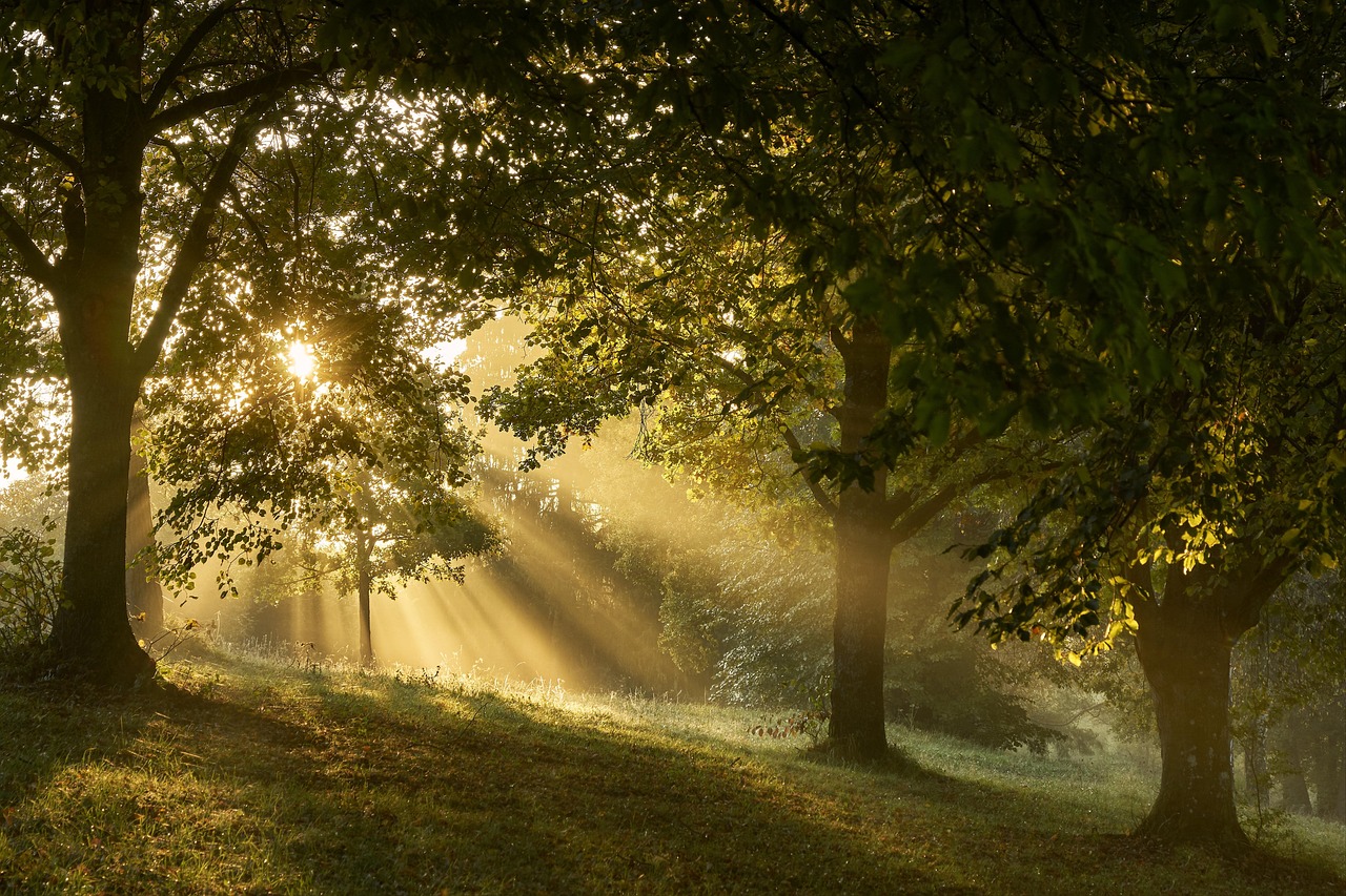 Sunlit forest glade