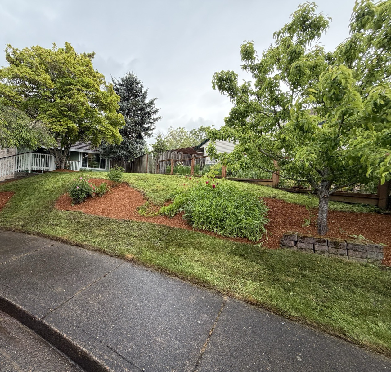 Trees and shrubs planted in a residential yard