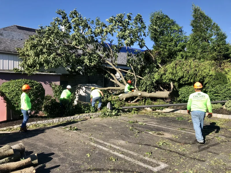 Storm damage tree cleanup
