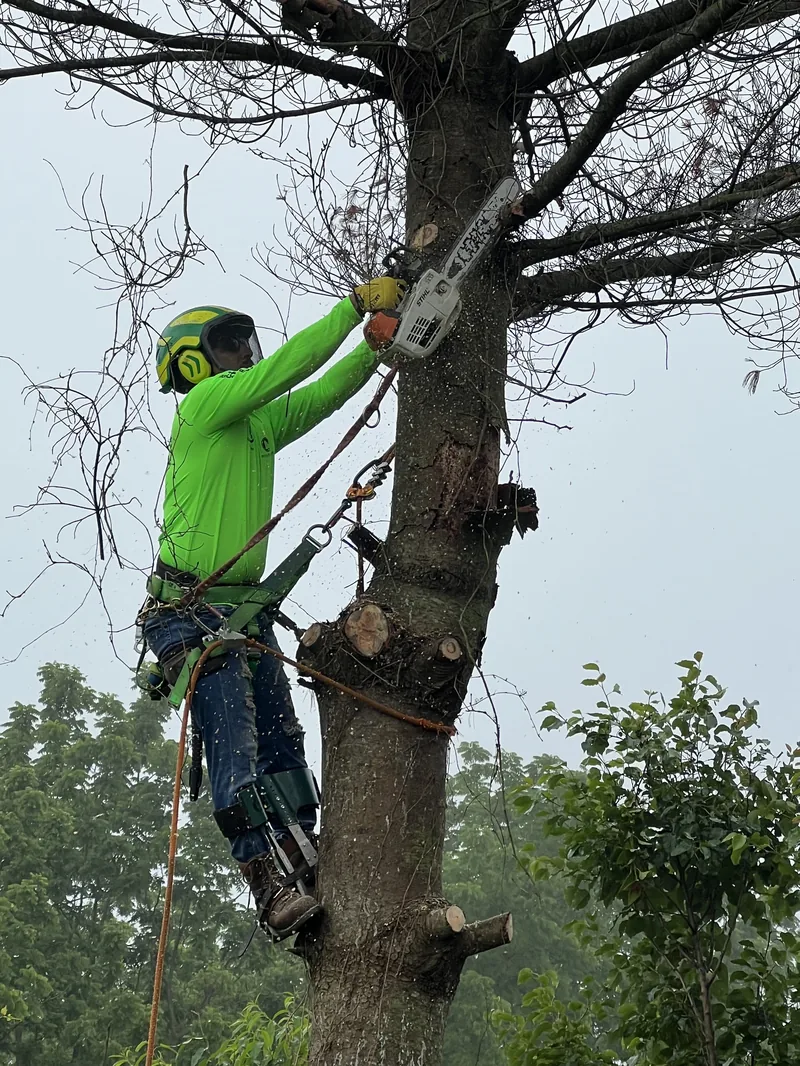 Tree trimming and pruning