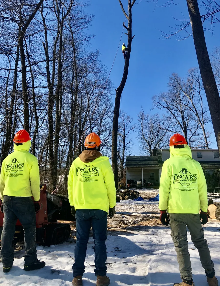 Emergency tree service