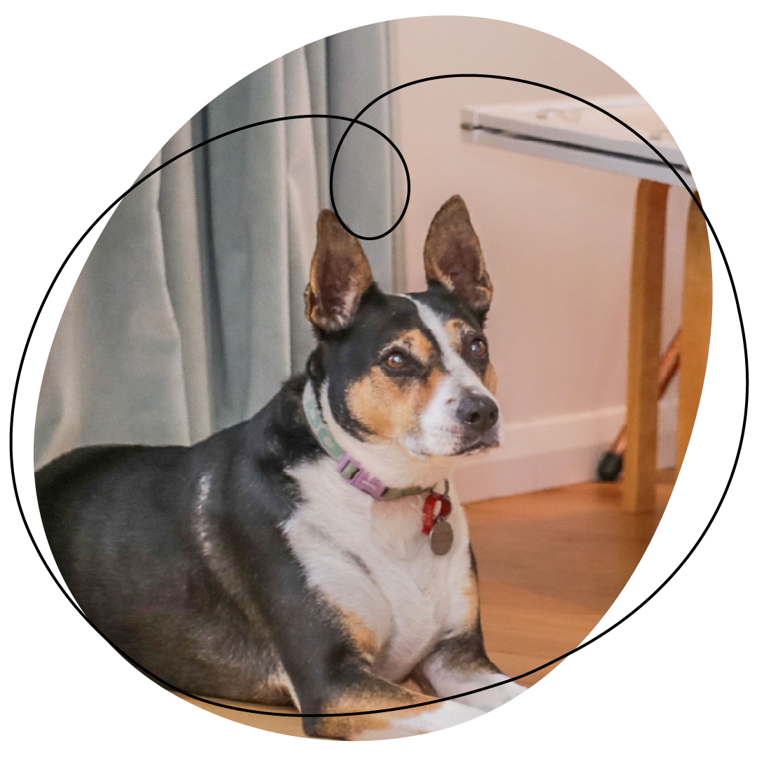 Renee's Border Collie Heading dog Badger