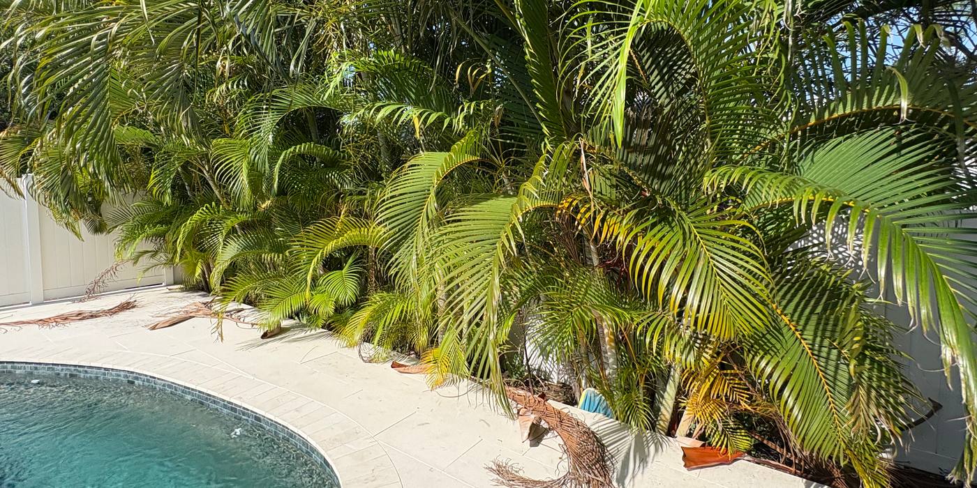 Before: overgrown palms crowding a pool deck