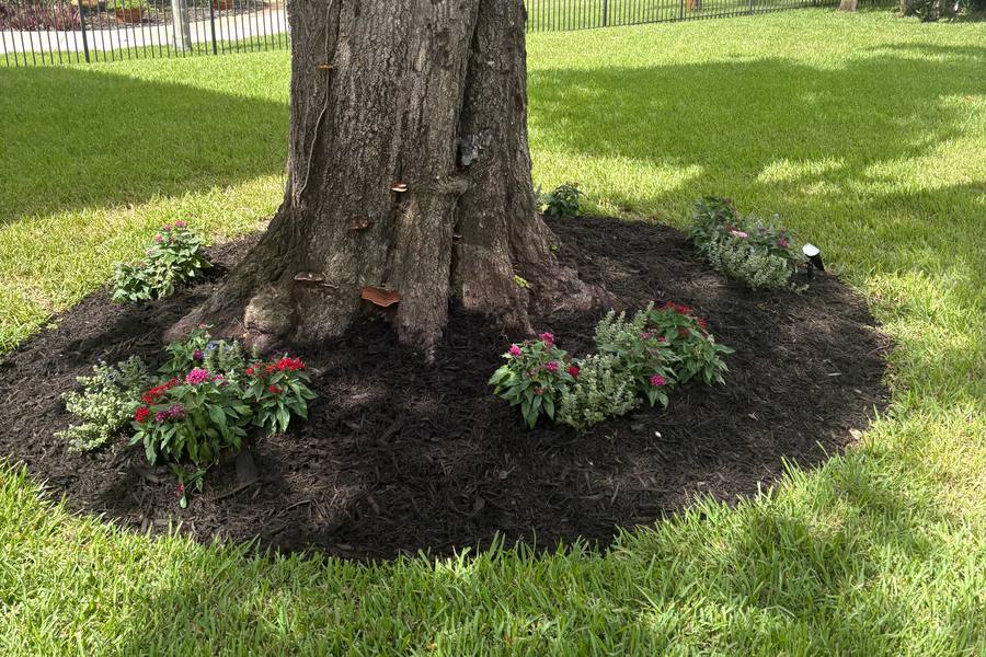 Freshly mulched ring around a tree trunk, planted with flowering annuals
