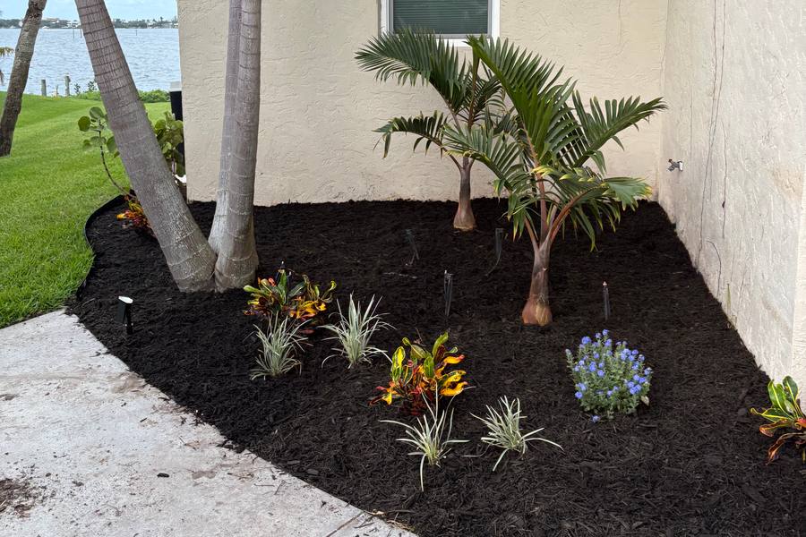 New corner bed beside a house, with young palms and flowering plants in fresh mulch