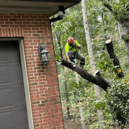 tree care in seneca