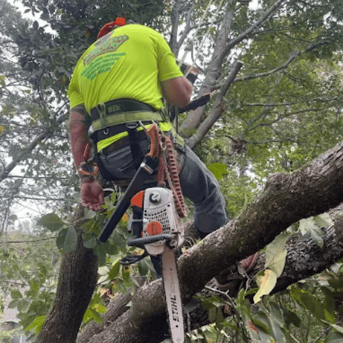 tree care in seneca
