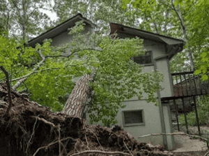 stumpgrinding in west union